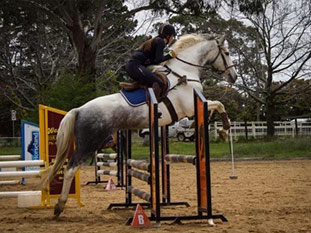 Equine-Education-Service