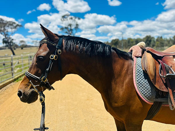 Ruby-Hill-Equine-Centre-Bookings